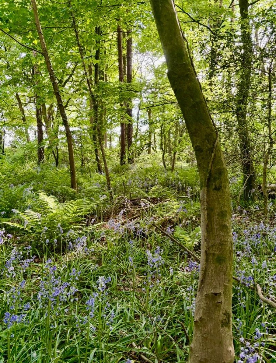 Images for Wells Road, Emborough, Radstock