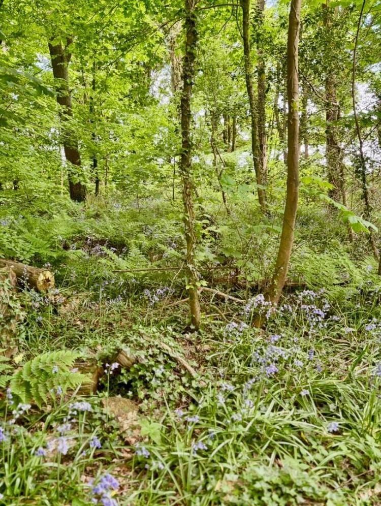 Images for Wells Road, Emborough, Radstock